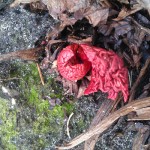 Røde rabarberblade i rabarberbedet