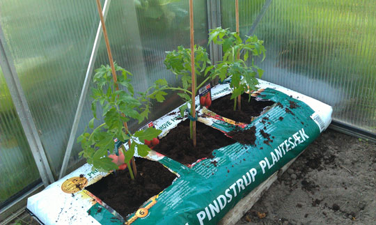 Tomater i plantesæk i drivhuset