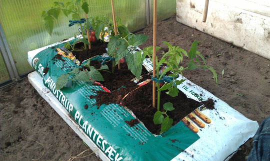 Tomatplanter i drivhuset