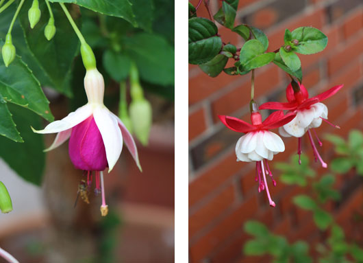 Fuchsia blomster